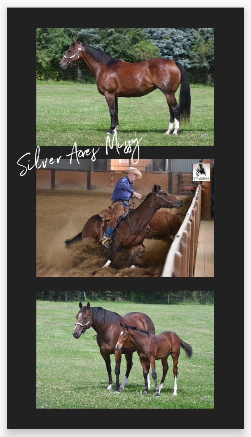 2023 Profil SILVER ACRES MISSY