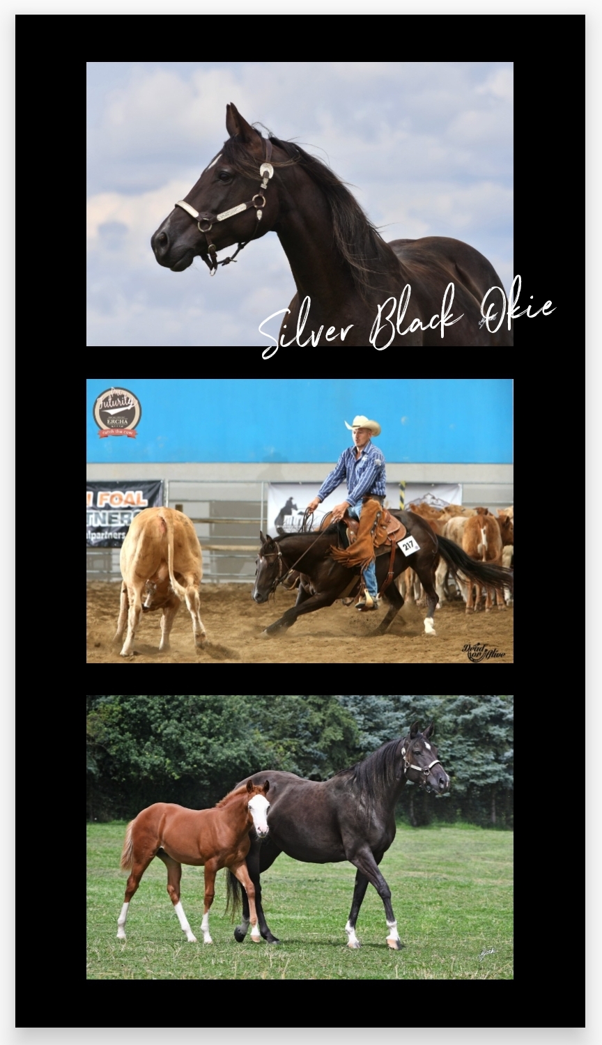 2023 Profil SILVER BLACK OKIE