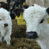 Galloway farma