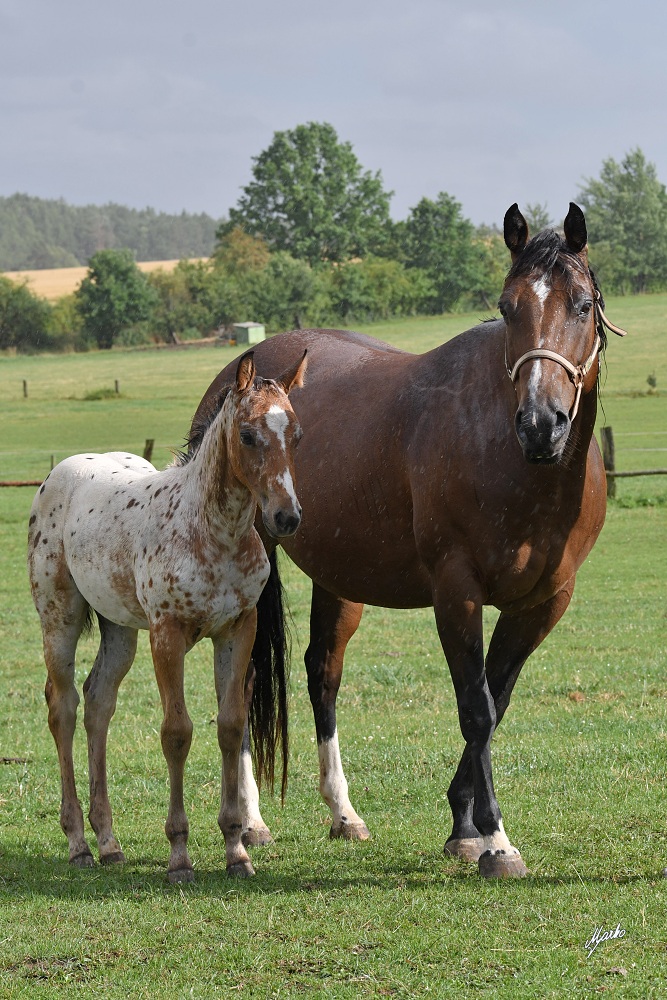GF Yankee Lena 2025 6